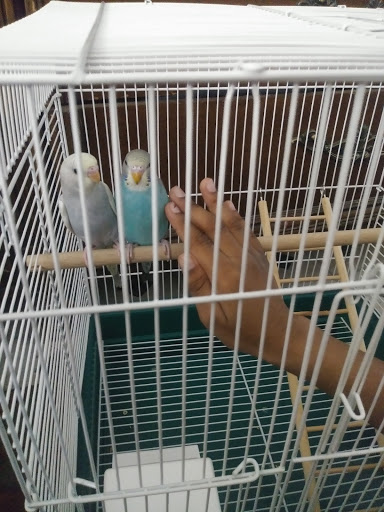 Pet Store «Animal Kingdom», reviews and photos, 436 Main St, East Orange, NJ 07018, USA