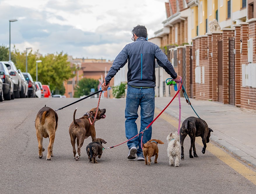 Woof Walkers