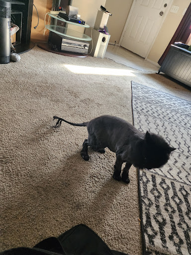 West Charleston Animal Hospital: Rubenstien Matthew DVM image