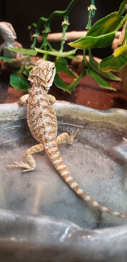 Pet Supply Store «PetSmart», reviews and photos, 225 NW Commons Loop, Lake City, FL 32055, USA