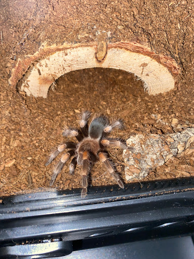 Pet Store «Birds & Beasts Pet Shop», reviews and photos, 35 Berkshire Dr # 18, Crystal Lake, IL 60014, USA