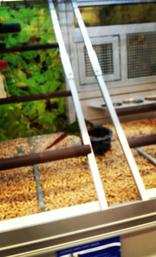 Pet Store «PetSmart», reviews and photos, 727 N Hwy 67, Cedar Hill, TX 75104, USA