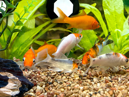 Shopping Mall «Creeks at Virginia Centre», reviews and photos, 9850 Brook Rd, Glen Allen, VA 23059, USA