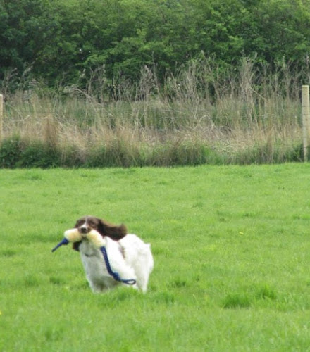 Tynewater Canine - Dog trainer