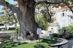 Tree - "Platana" image