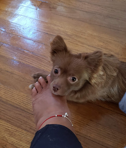 Pet Supply Store «J-B Pet Supplies - Hawthorne», reviews and photos, 289 Wagaraw Rd, Hawthorne, NJ 07506, USA