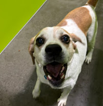 PetSuites Newport News - Photo 4 - Car repair in Newport News, VA, Newport News