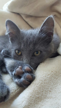 Zookeepers Pet Sitting, LLC - Photo 2 - Car repair in Las Vegas, NV, Las Vegas