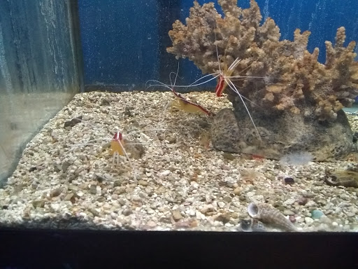 Pet Store «Leesburg Pet Center», reviews and photos, 959 N 14th St, Leesburg, FL 34748, USA