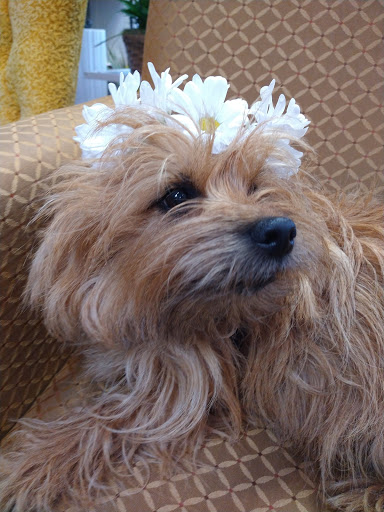 Florist «Eureka Florist», reviews and photos, 524 Henderson St, Eureka, CA 95501, USA