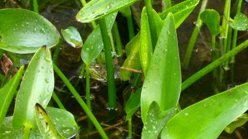 Nature Preserve «Beaver Meadow Audubon Center», reviews and photos, 1610 Welch Rd, Java Center, NY 14082, USA