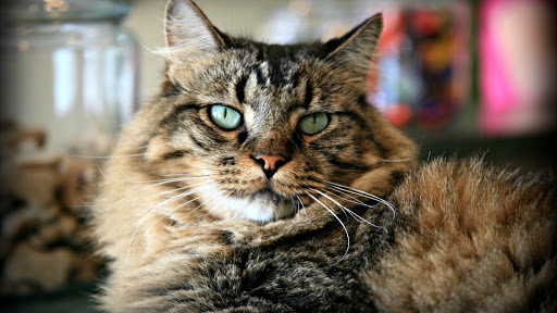 3010 Ridge Rd, Rockwall, TX 75032, USA