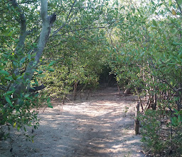 Mangrove Center Bengkak photo