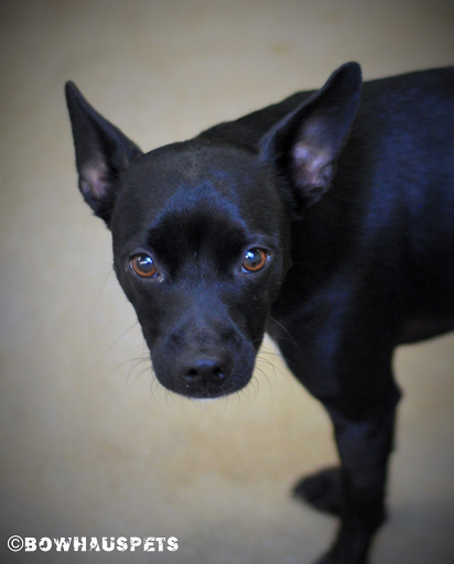 Dog Day Care Center «The Bowhaus Pet Company», reviews and photos, 2472 E Colorado Blvd, Pasadena, CA 91107, USA