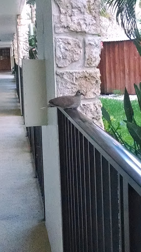 American Restaurant «Paradise Tiki Hut Restaurant and Bar», reviews and photos, 1502 Miramar St, Cape Coral, FL 33904, USA