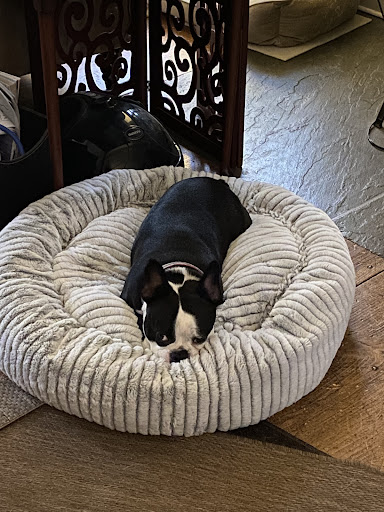 Shupenis Christine G DVM image