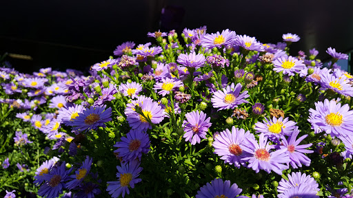 Country Club «Westlake Golf & Country Club», reviews and photos, 1 Pine Lake Cir, Jackson, NJ 08527, USA