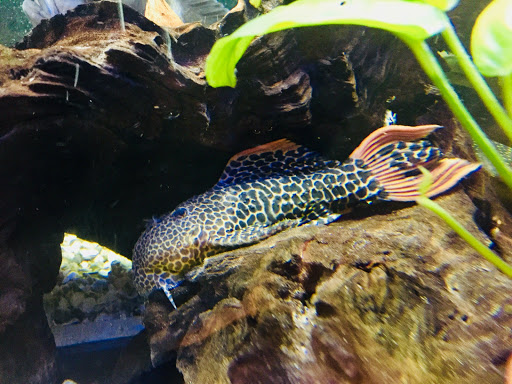 Pet Store «Pet Junction», reviews and photos, 146 NH-108, Dover, NH 03820, USA