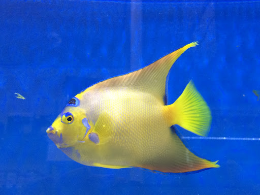 Tropical Fish Store «BluReef Aquarium», reviews and photos, 2198 Flatbush Ave, Brooklyn, NY 11234, USA
