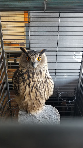 Pet Store «Wildside Pets», reviews and photos, 1042 N Higley Rd #105, Mesa, AZ 85205, USA