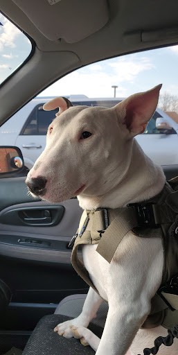 Pet Supply Store «PetSmart», reviews and photos, 181 Wilson Ave, Hanover, PA 17331, USA