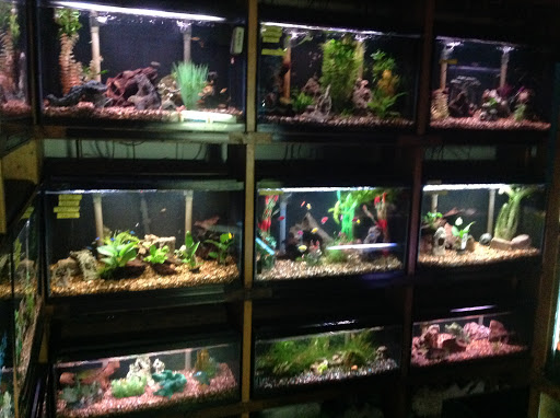 Tropical Fish Store «Marine Oasis», reviews and photos, 5340 W Ridge Rd, Spencerport, NY 14559, USA