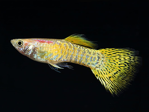 Tropical Fish Store «Reef Life Aquariums», reviews and photos, 5511 US-280 #310, Birmingham, AL 35242, USA