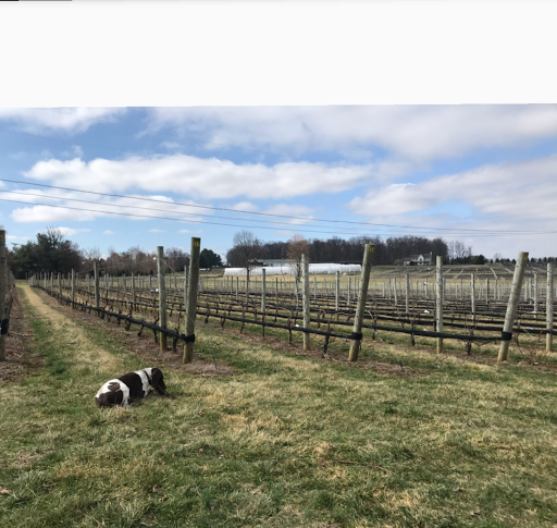 Winery «Beneduce Vineyards», reviews and photos, 1 Jeremiah Ln, Pittstown, NJ 08867, USA