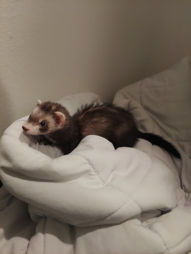 Pet Supply Store «Petco Animal Supplies», reviews and photos, 1243 N Peachtree Pkwy, Peachtree City, GA 30269, USA