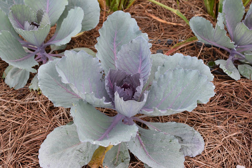 Museum «Burden Museum & Gardens», reviews and photos, 4560 Essen Ln, Baton Rouge, LA 70809, USA