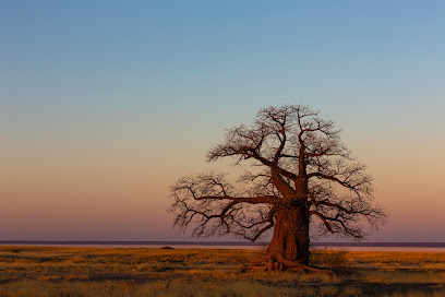 Le Baobab - De Baobab