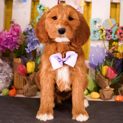 Pet Store «Pet Planet», reviews and photos, 11968 S Redwood Rd, Riverton, UT 84065, USA