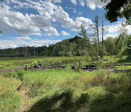 Water buffalo at Tegel Creek photo