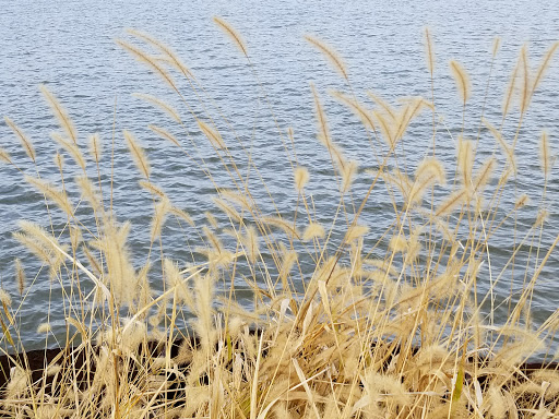 Tourist Attraction «Mallows Bay», reviews and photos, 1440 Wilson Landing Rd, Nanjemoy, MD 20662, USA