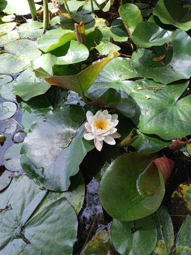 Garden «Wethersfield Farm», reviews and photos, 88 Wethersfield Way, Amenia, NY 12501, USA