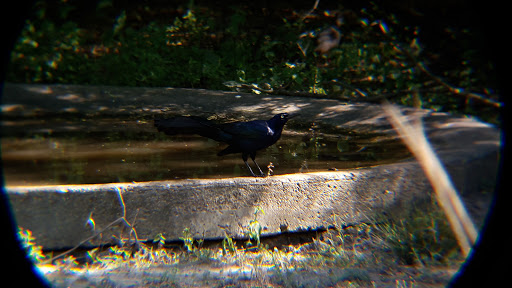 Nature Preserve «McAllen Nature Center», reviews and photos, 4101 U.S. 83 Business, McAllen, TX 78501, USA