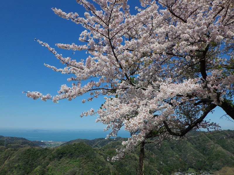 平岡の桜並木