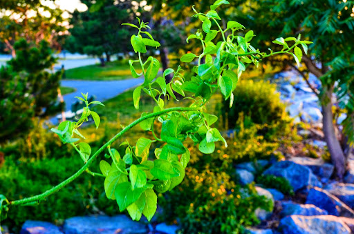 State Park «Squantum Point Park», reviews and photos, Miwra Haul Rd, Quincy, MA 02171, USA