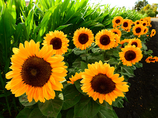 Pumpkin Patch «Spina Farms», reviews and photos, Santa Teresa Blvd, Morgan Hill, CA 95037, USA