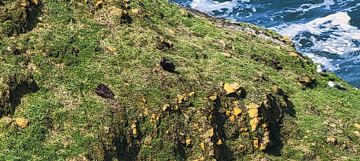 Tourist Attraction «Sea Lion Caves», reviews and photos, 91560 US-101, Florence, OR 97439, USA