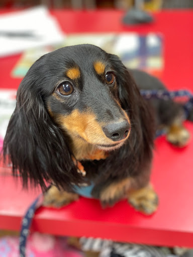 Pet Supply Store «Brown Dog Bakery», reviews and photos, 2310 SE Delaware Ave, Ankeny, IA 50021, USA