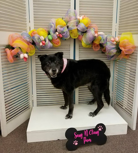 Sassy N Classy Paws LLC