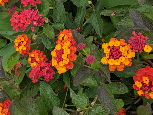 Santa Barbara Doves LLC