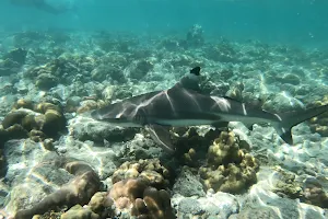 Shark Point image