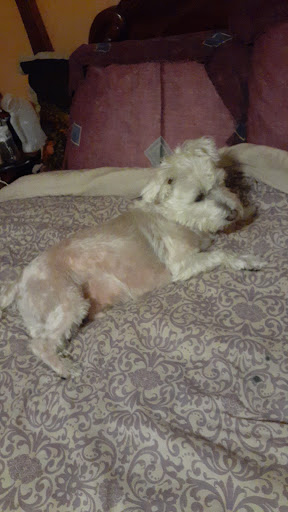 Pet Supply Store «Pet Supplies Plus», reviews and photos, 2433 MacArthur Rd, Whitehall, PA 18052, USA