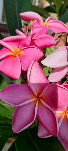 Mexican Restaurant «El Pollo Loco», reviews and photos, 6929 Eastern Ave, Bell Gardens, CA 90201, USA