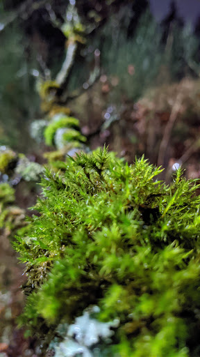 Park «Sacajawea Park», reviews and photos, 1401 S Dash Point Rd, Federal Way, WA 98003, USA