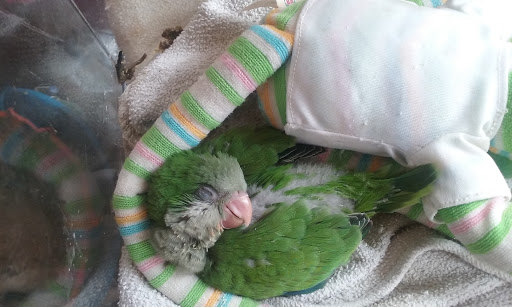 Bird Shop «Varietees Bird Shop», reviews and photos, 60 Meramec Valley Plaza, Valley Park, MO 63088, USA