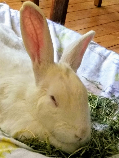 Pet Supply Store «Felton Feed & Pet Supply», reviews and photos, 6221 CA-9, Felton, CA 95018, USA