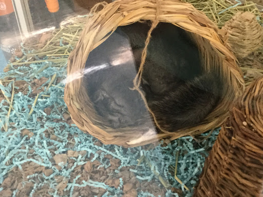 Pet Supply Store «Pet Supplies Plus», reviews and photos, 220 Market Dr, Elyria, OH 44035, USA